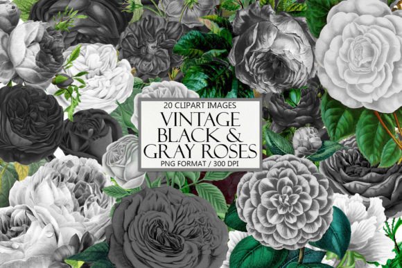 Vintage Black and Gray Roses Clipart: Elegant Design Assets